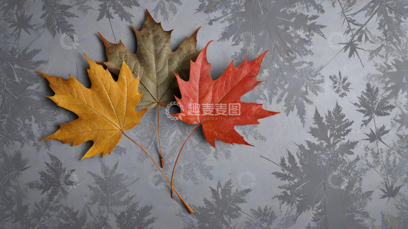 高清大图下载【趣麦麦图】多彩枫叶静物特写