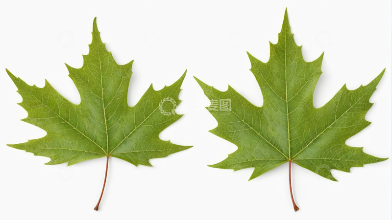 高清大图下载【趣麦麦图】两片绿色枫叶特写