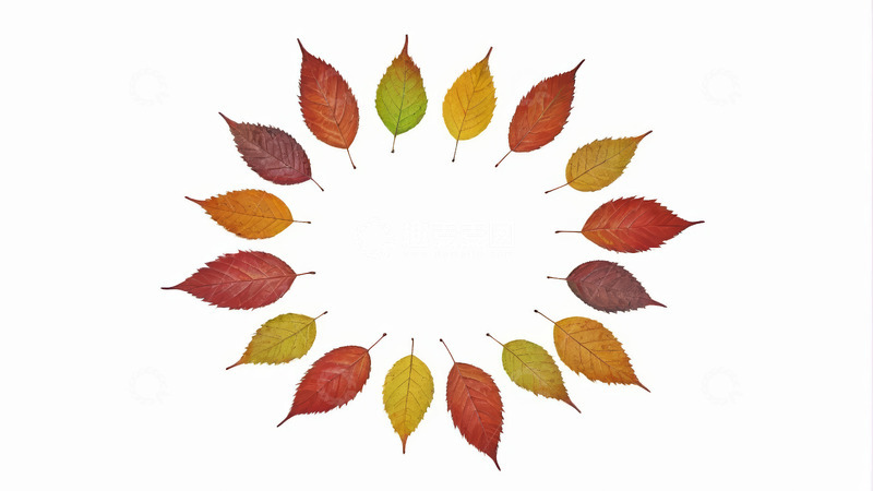 高清大图下载【趣麦麦图】圆形排列的多彩秋叶