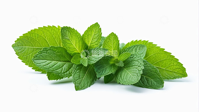 新鲜薄荷叶特写