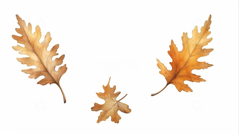 高清大图下载【趣麦麦图】三片秋季枯叶特写