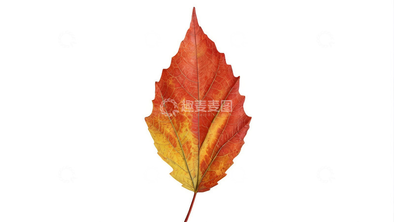 高清大图下载【趣麦麦图】红色秋叶特写