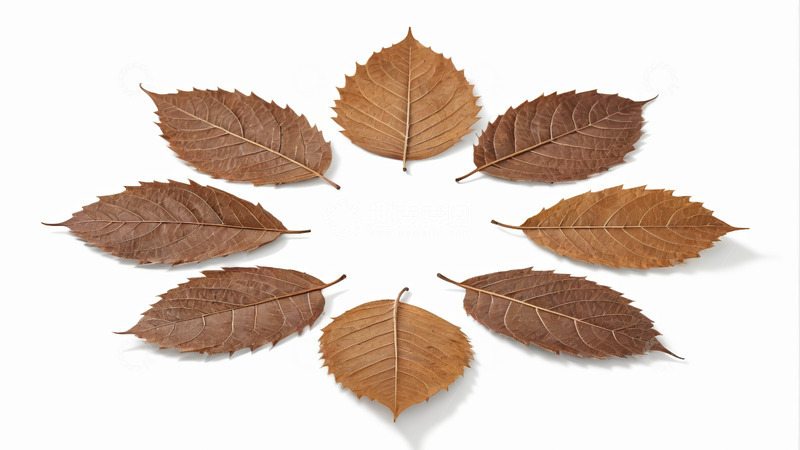 高清大图下载【趣麦麦图】圆形排列的干枯树叶素材