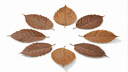 圆形排列的干枯树叶素材