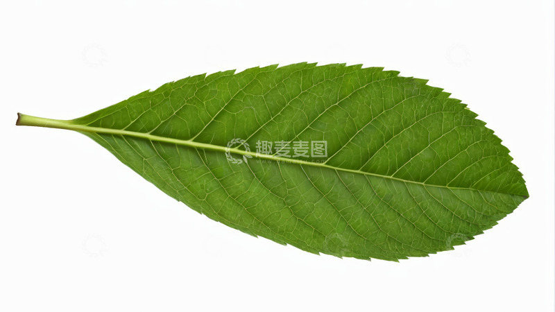 高清大图下载【趣麦麦图】单片绿色植物叶子特写