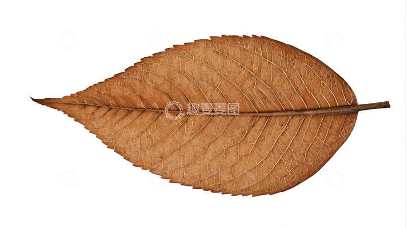 高清大图下载【趣麦麦图】棕色枯叶特写