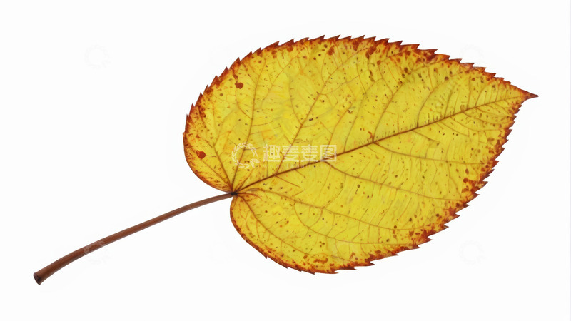 高清大图下载【趣麦麦图】黄色秋叶特写