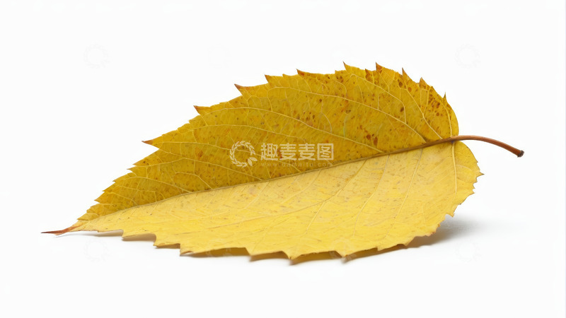 高清大图下载【趣麦麦图】黄色秋叶特写