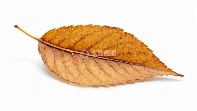 黄色枯叶特写素材