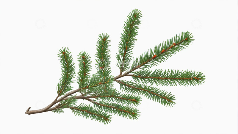 高清大图下载【趣麦麦图】绿色松树枝素材