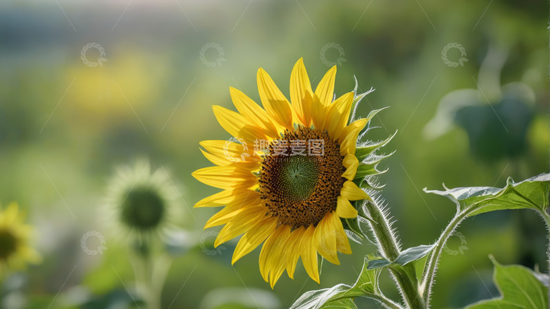 高清大图下载【趣麦麦图】向日葵特写自然景象