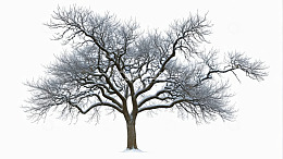 冬日积雪的单棵树木