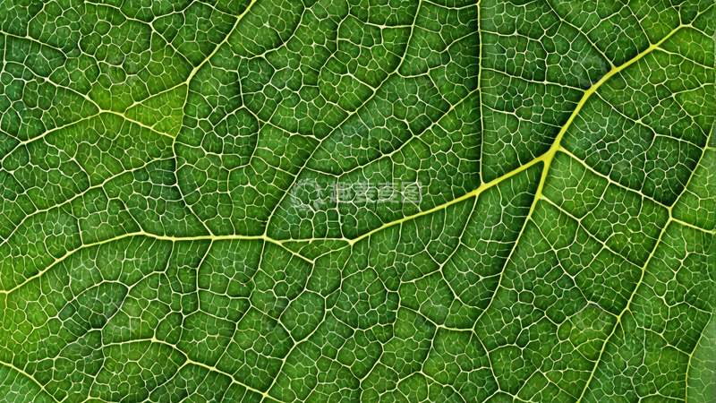 高清大图下载【趣麦麦图】绿色树叶纹理特写