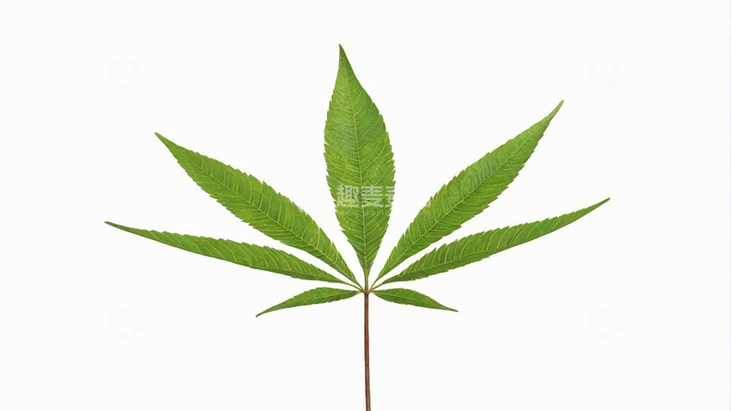 高清大图下载【趣麦麦图】绿色单株叶片特写