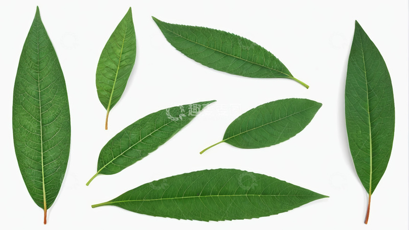 高清大图下载【趣麦麦图】白色背景上的绿色植物叶片