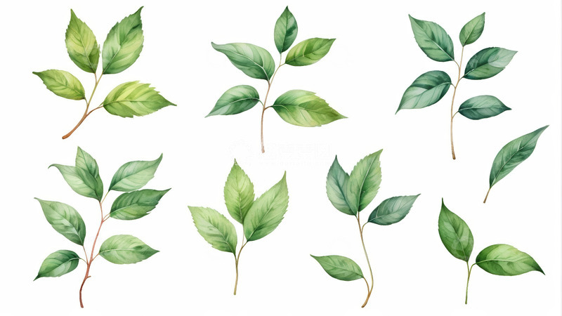 高清大图下载【趣麦麦图】水彩风格绿色植物叶子素材