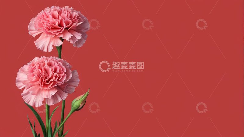 高清大图下载【趣麦麦图】红色背景下的粉色康乃馨花卉