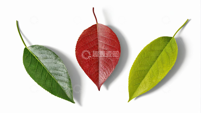 高清大图下载【趣麦麦图】三色叶片特写素材