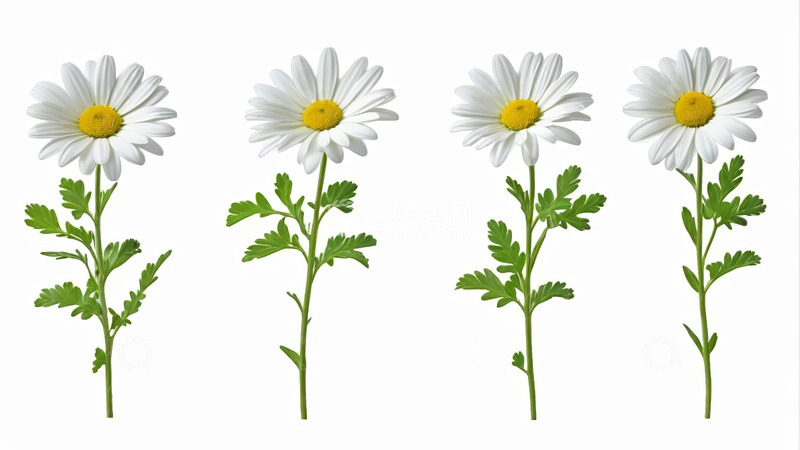 高清大图下载【趣麦麦图】四朵白色雏菊素材
