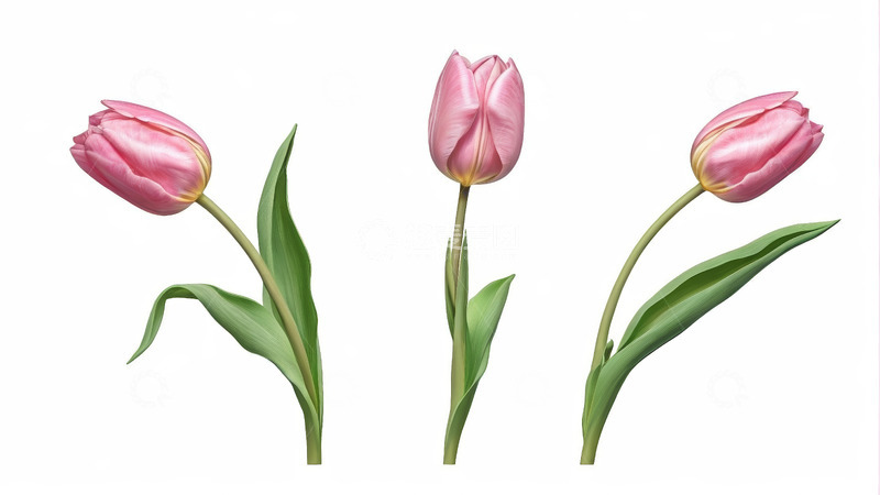 高清大图下载【趣麦麦图】三朵粉色郁金香花卉
