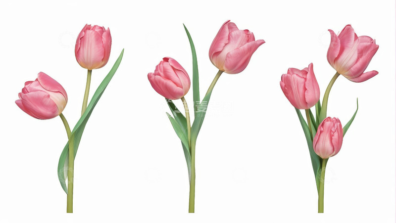 高清大图下载【趣麦麦图】粉色郁金香花卉素材