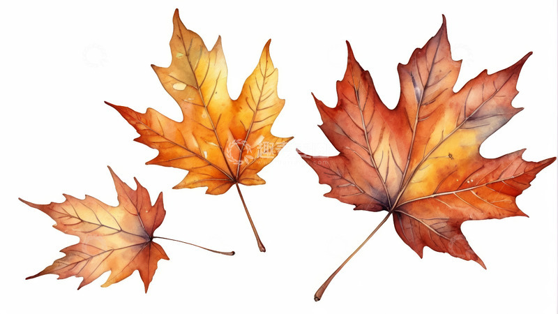 高清大图下载【趣麦麦图】水彩风格秋天枫叶素材