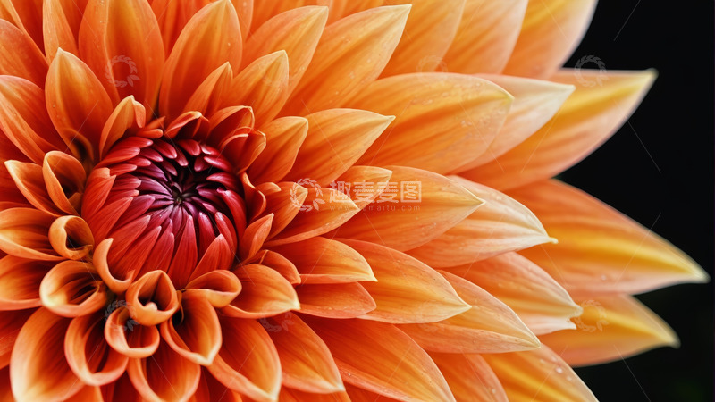 高清大图下载【趣麦麦图】-橙色大丽花特写