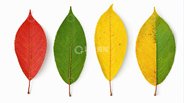 四片不同颜色的树叶特写