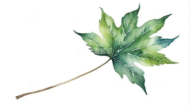 水彩风格绿色枫叶素材