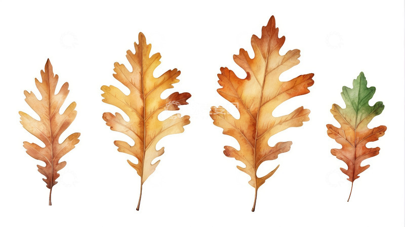 高清大图下载【趣麦麦图】水彩风格秋季橡树叶素材