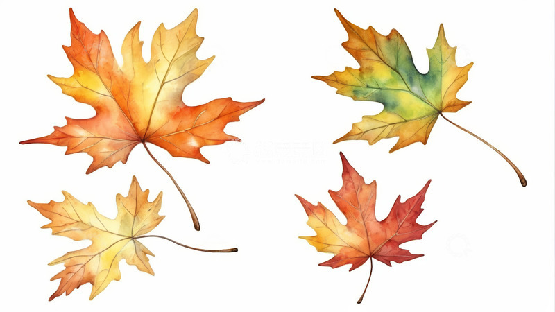 高清大图下载【趣麦麦图】水彩风格秋季枫叶素材