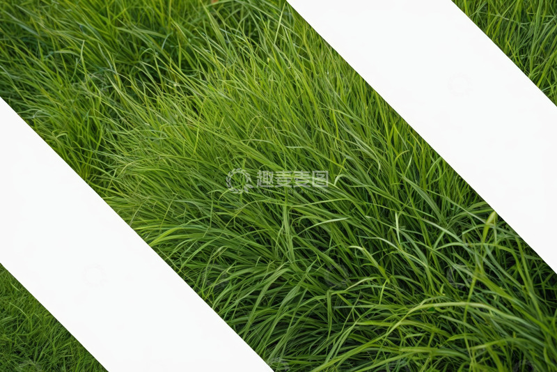 高清大图下载【趣麦麦图】绿色草地特写素材