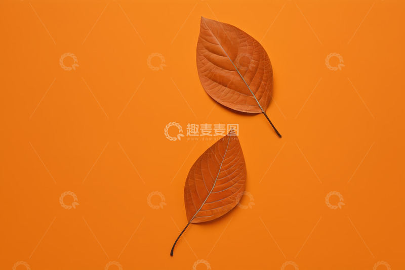 高清大图下载【趣麦麦图】橙色背景上的两片枯叶