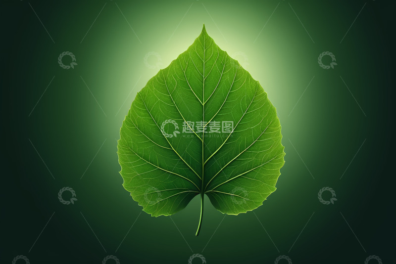 高清大图下载【趣麦麦图】绿色单叶特写素材