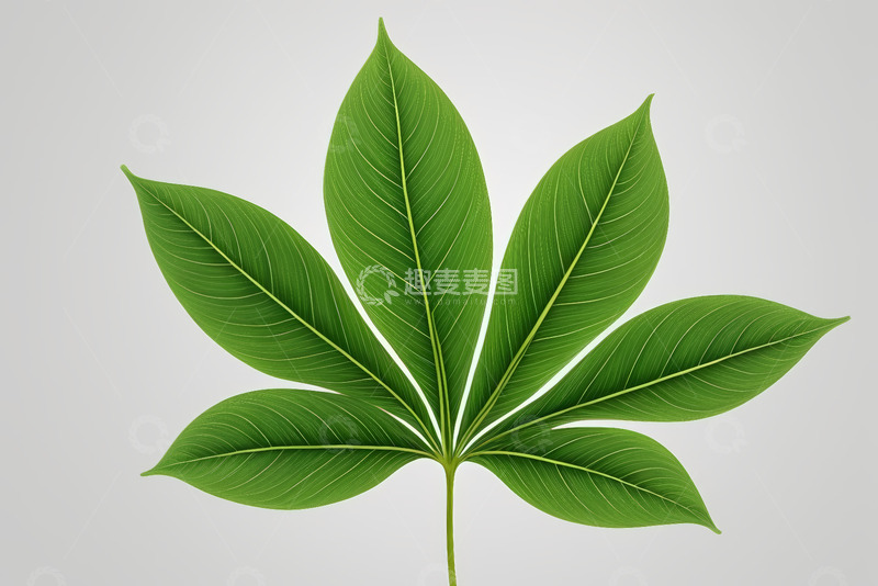 高清大图下载【趣麦麦图】绿色叶片特写素材