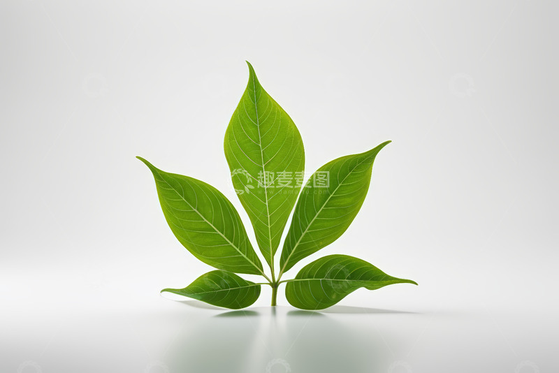 高清大图下载【趣麦麦图】绿色植物叶片特写