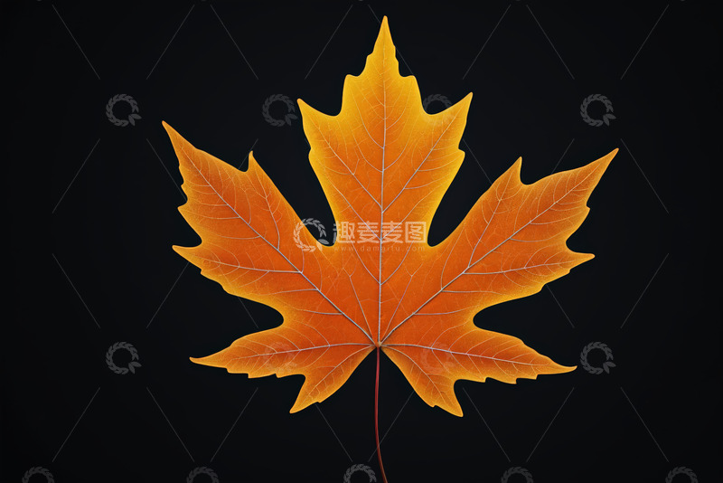 高清大图下载【趣麦麦图】黑色背景下的橙黄色枫叶