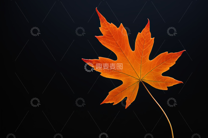 高清大图下载【趣麦麦图】橙色枫叶特写