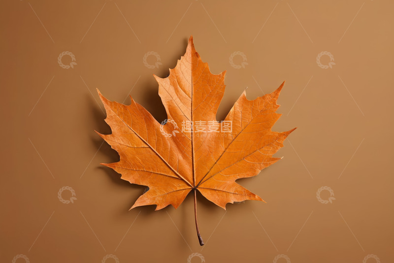 高清大图下载【趣麦麦图】橙色枫叶特写