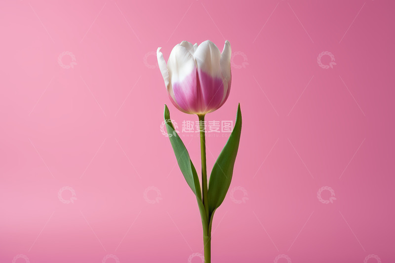 高清大图下载【趣麦麦图】粉色背景下的单支郁金香