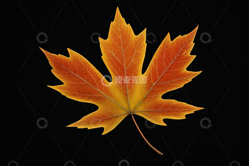 高清大图下载【趣麦麦图】秋季橙黄色枫叶特写