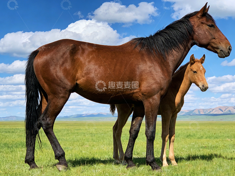 高清大图下载【趣麦麦图】草原蓝天下马儿与幼驹的温馨相伴