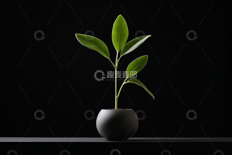 高清大图下载【趣麦麦图】黑色花盆中绿色植物特写