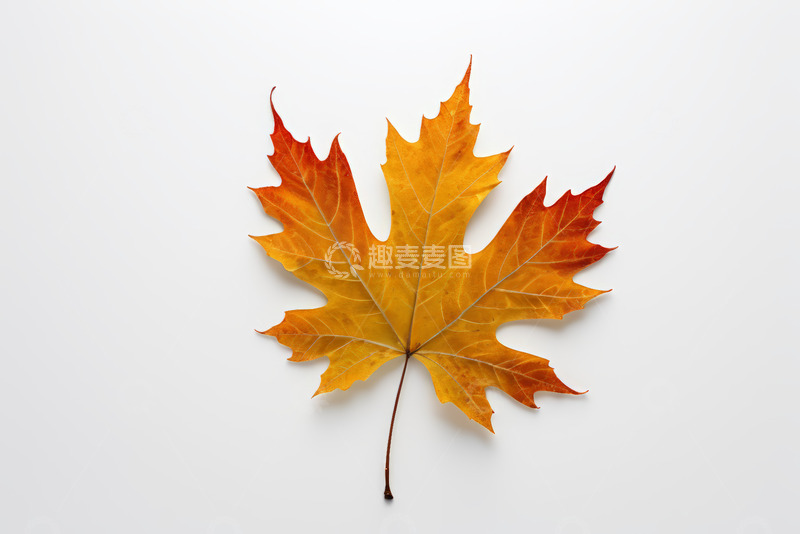 高清大图下载【趣麦麦图】橙黄色枫叶特写