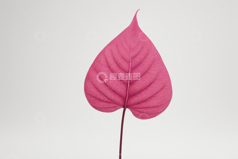 高清大图下载【趣麦麦图】粉红色叶片特写素材