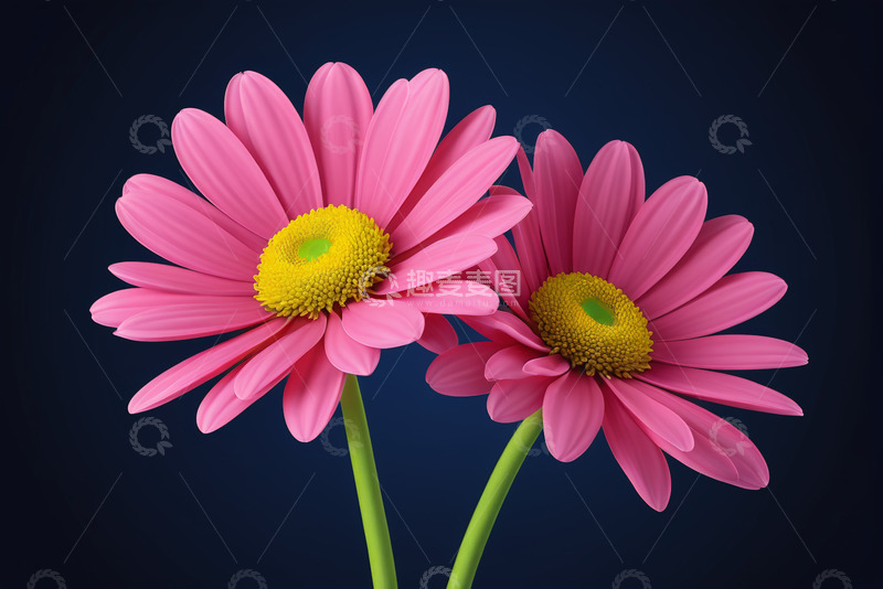 高清大图下载【趣麦麦图】两朵粉色雏菊特写