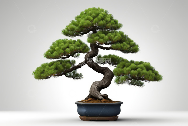 高清大图下载【趣麦麦图】精致盆栽绿植展示