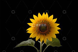 黑色背景黄色条纹素材
