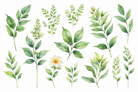 水彩风格绿色植物花卉素材