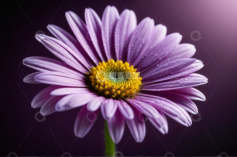 高清大图下载【趣麦麦图】紫色雏菊特写
